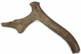 Pleistocene Fossil Deer Antler - Florida #325963-1